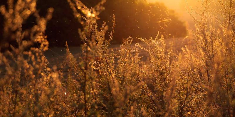 快递轨迹地图背后的技术：从经纬度解析到实时路径绘制的全流程